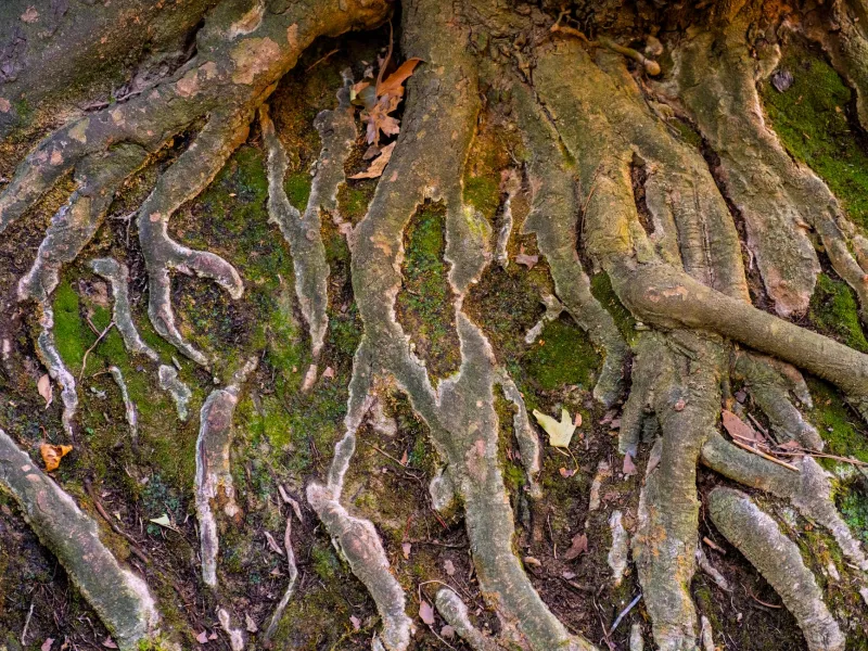 Reading the Roots: What Mature Trees on Your Property Are Telling You About Ground Stability